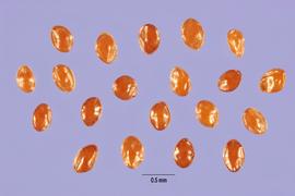   Seeds:   Specularia biflora ; Photo by C. Ritchie, USDA-NRCS Plants Database
